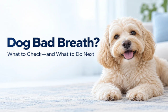 Dog Bad Breath? What to Check—and What to Do Next
