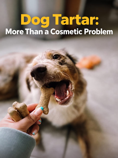 Dog holding a treat with a headline about tartar and oral health