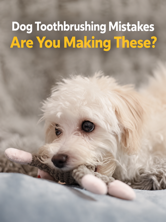 White puppy with English dog toothbrushing mistakes headline