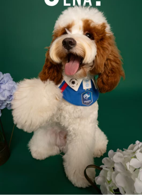 How to Care for Your Pet’s Teeth at Home