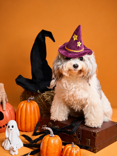 A small white dog wearing a purple witch hat beside Halloween pumpkins