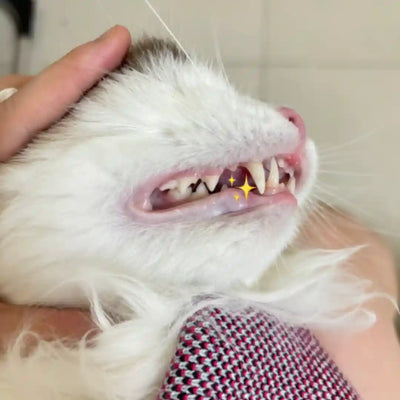 Customer pet photo