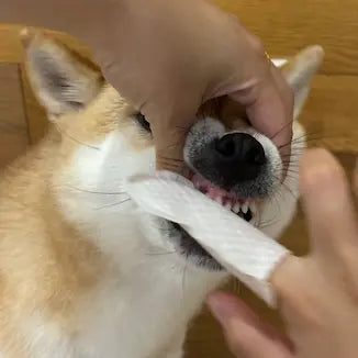 Customer pet photo