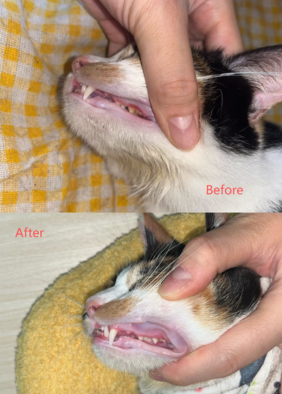 Customer pet photo