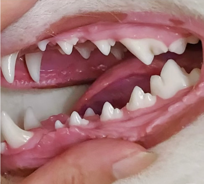 Customer pet photo