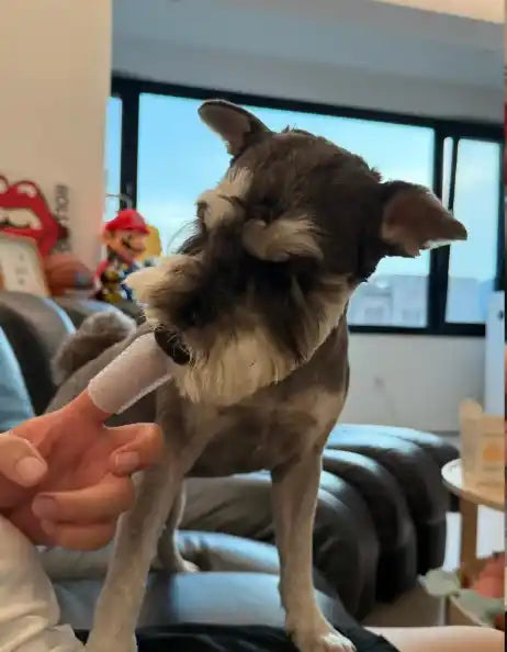 Customer pet photo