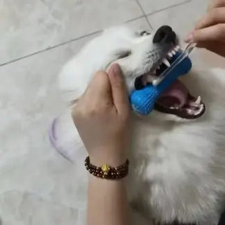Blue mouth opener shown with a dog