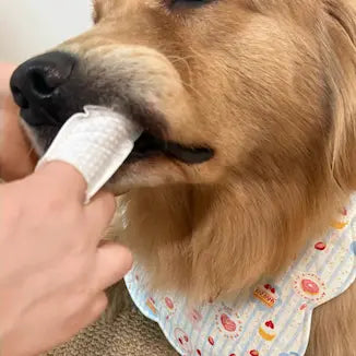 Customer pet photo