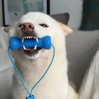 Customer pet photo