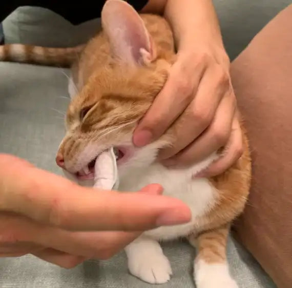 Customer pet photo