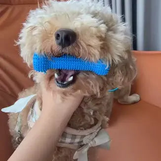 Customer pet photo