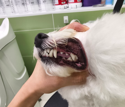 Customer pet photo