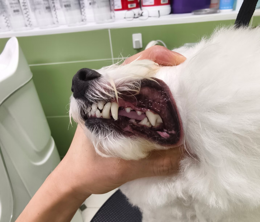 Customer pet photo