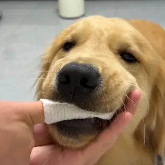 Customer pet photo
