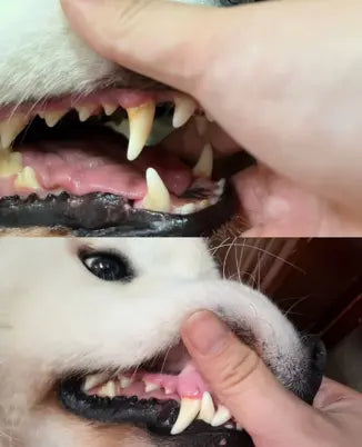 Customer pet photo