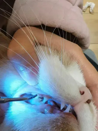 Customer pet photo