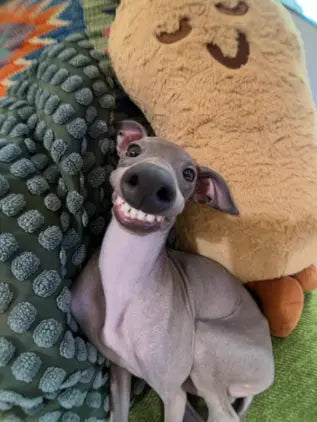 Happy Pet Parent