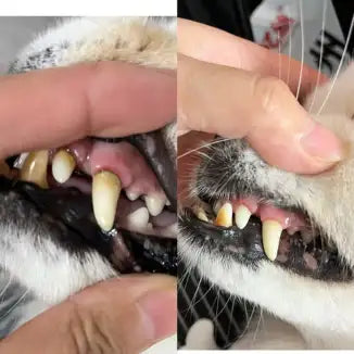 Customer pet photo