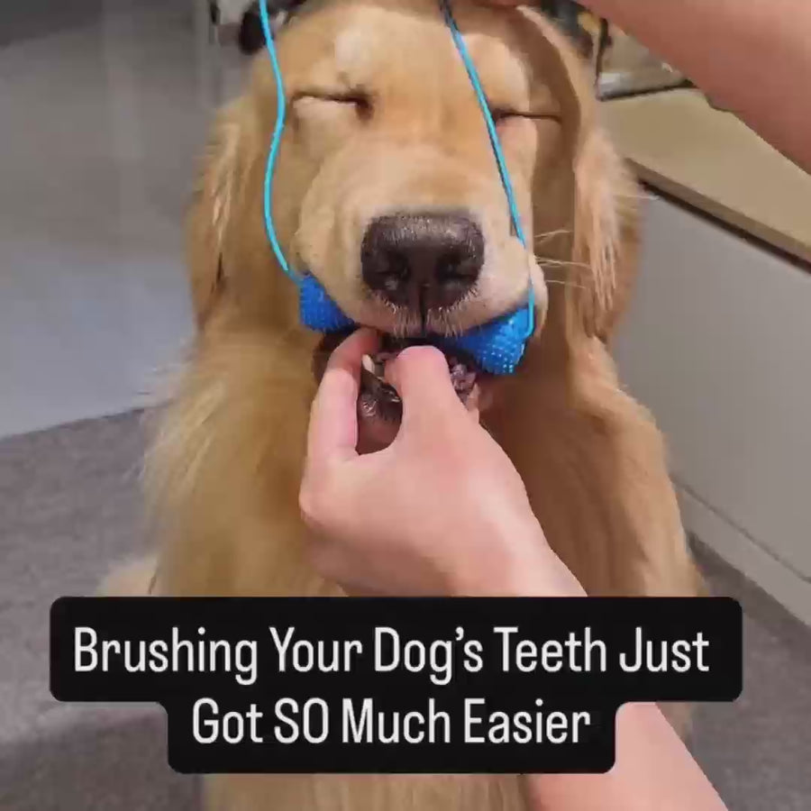 How to use the Dog Dental Chew and Cleaning Assistant