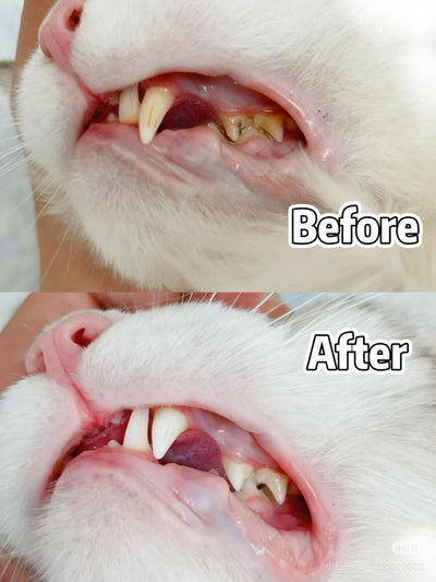 Customer pet photo