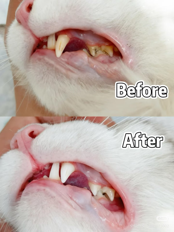 Customer pet photo