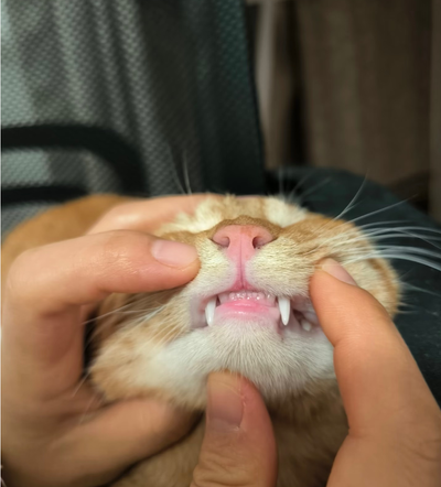 Customer pet photo