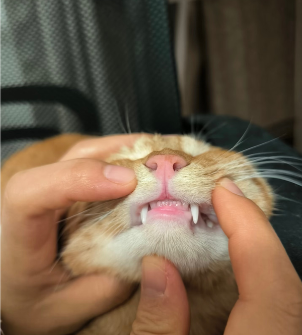 Customer pet photo