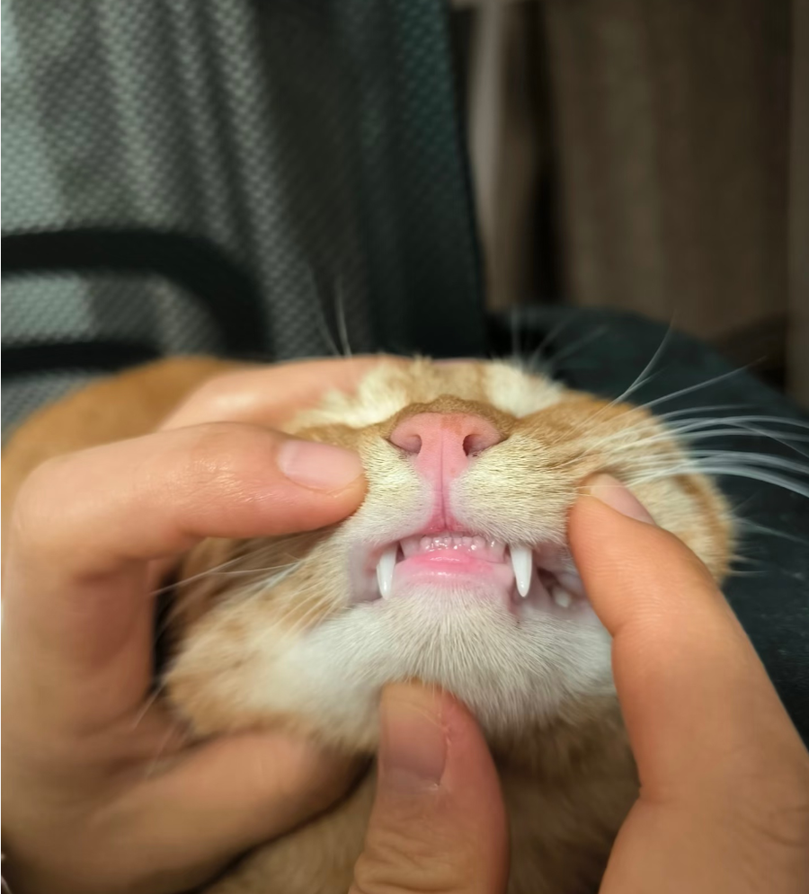 Customer pet photo
