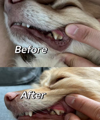 Original pet dental comparison 2; individual results vary
