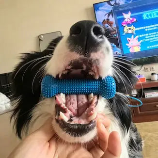 Customer pet photo