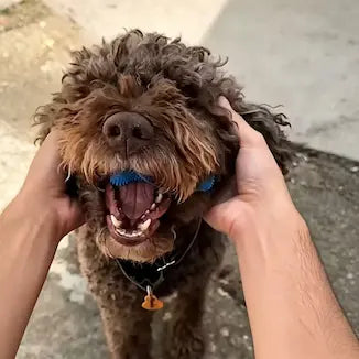 Customer pet photo