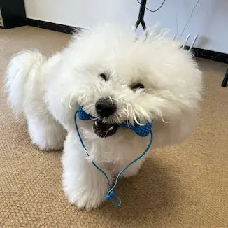 Customer pet photo