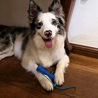 Customer pet photo