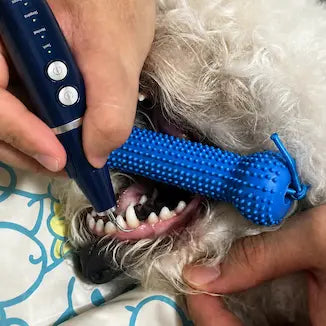 Blue mouth opener shown with a dog